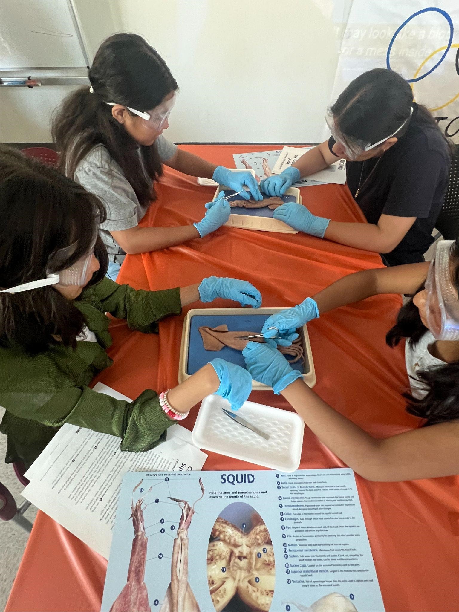 Students work in pairs to make the initial cuts on their squids